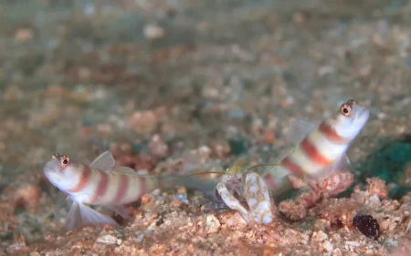 ハゼとテッポウエビの共生とは？ 砂地ダイビングで見られる人気15種を紹介