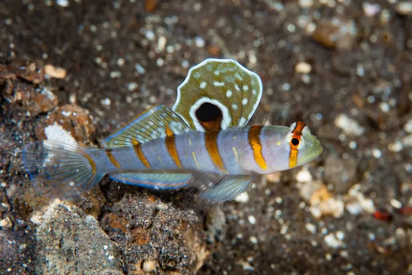 ニチリンダテハゼ