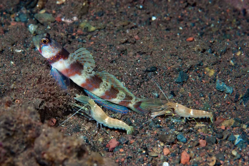 ダンダラダテハゼ