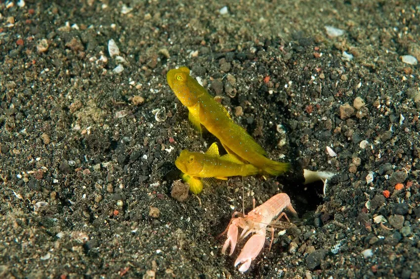 ギンガハゼのペアをしばらく観察していたら、運よくテッポウエビも巣穴から這い出してきた