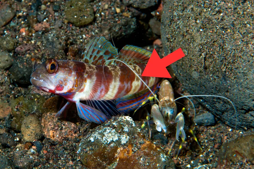 テッポウエビが巣穴の外に出てくるとき、その長い触角(→)は必ずハゼの体やヒレに触れている