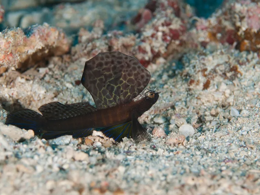 ホタテツノハゼ