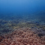 砂辺_ソフトコーラル畑