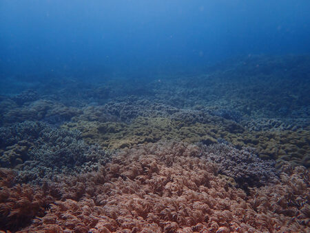 ソフトコーラルの特徴とは？ハードルコーラルとの違いや共通点を解説します【連載】