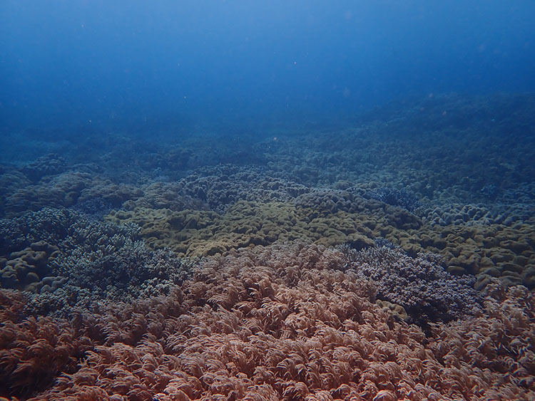 ソフトコーラルの特徴とは？ハードルコーラルとの違いや共通点を解説します【連載】