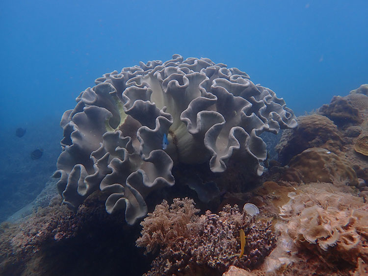 触手が出ていないウミキノコ属