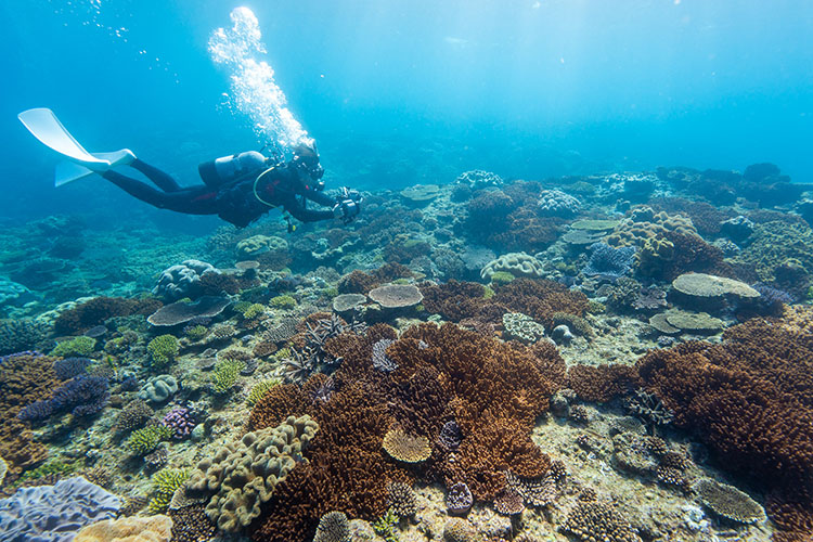 ソフトコーラルとハードコーラルが混在する沖縄本島中部の海