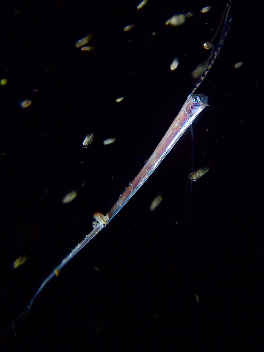 実際に撮影されたリュウグウノツカイの幼魚。成魚は外洋の水深200m〜1,000mに生息し、全長は最大8mにもなるという