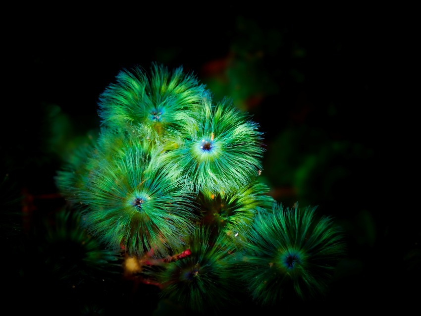 受賞者：錦戸海地郎 氏  
作品名：「海の花」