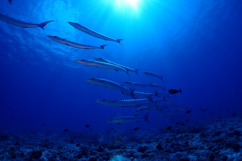 受賞者：彫谷一郎 氏  
作品名：「光の下を行く」