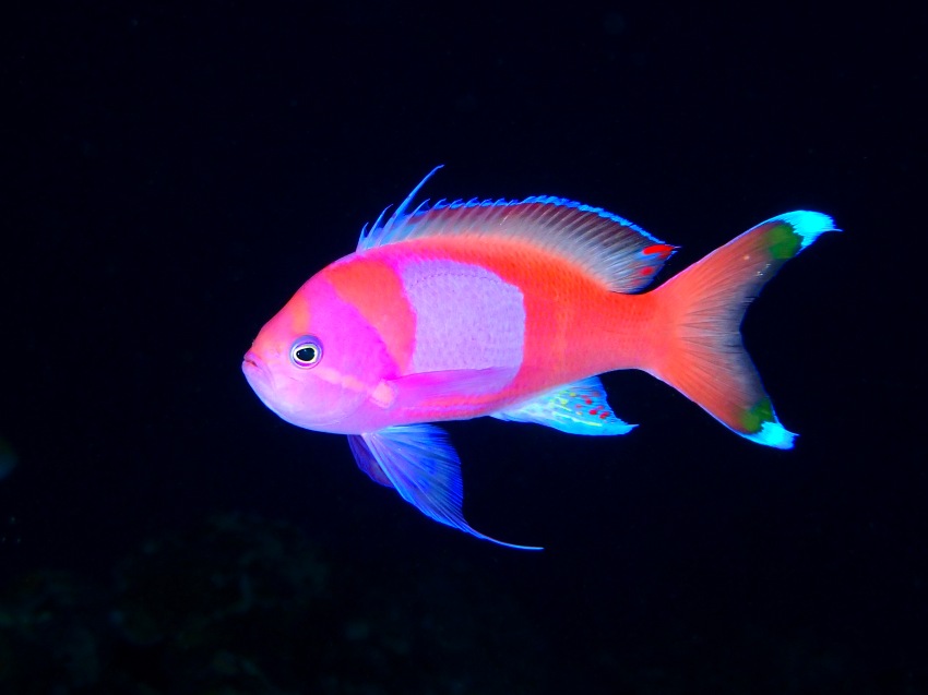 受賞者：鈴木桜太朗 氏  
作品名：「Pastel Serenade」