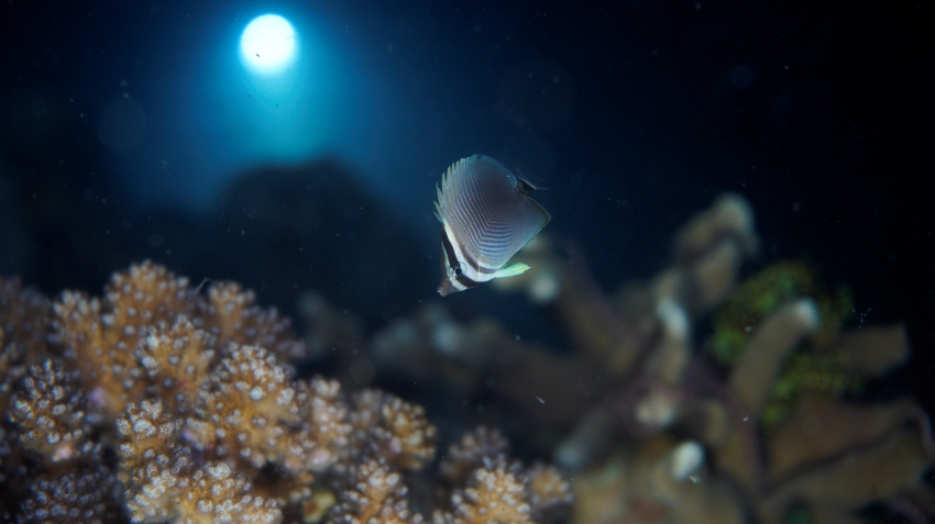 受賞者：小松大祐 氏  
作品名：「月光に照らされるミカド」