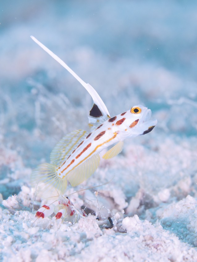 受賞者：伊藤龍之介 氏  
作品名：「新米コンビ」