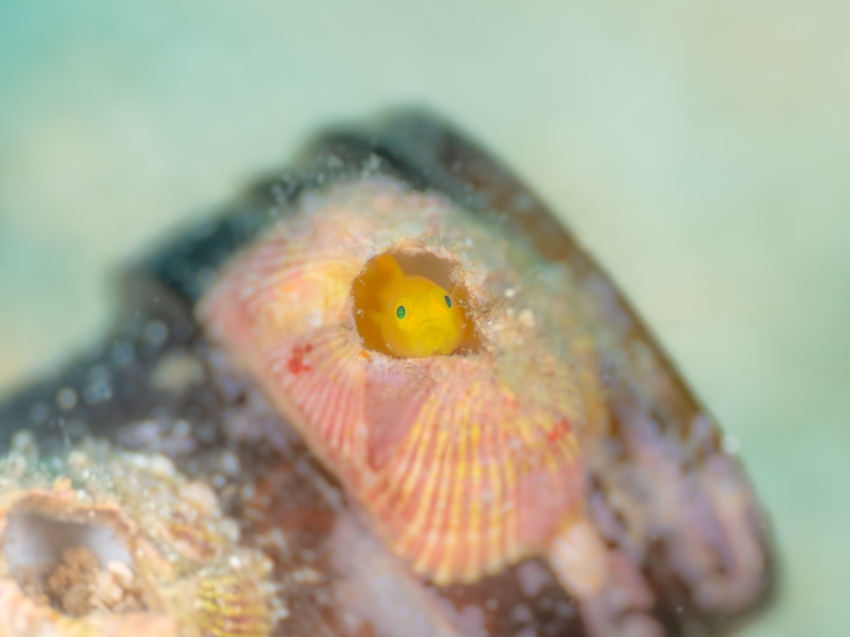 受賞者：柘植海成 氏  
作品名：「かぐや姫」