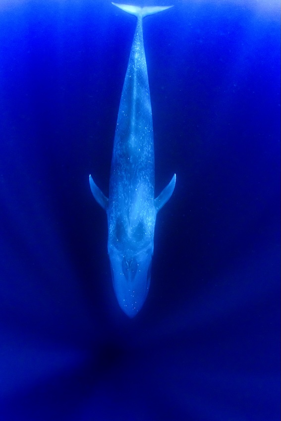 体長20メートルを超えるシロナガスクジラが悠然と水面下を泳いでいった 東ティモール・アタウロ島