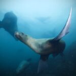 エタシペ（アイヌ語でトドのこと）が港のすぐ近くに現れる