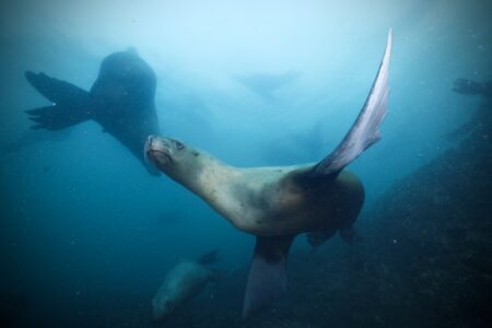 日本最北端・稚内に新ダイビングサービス誕生