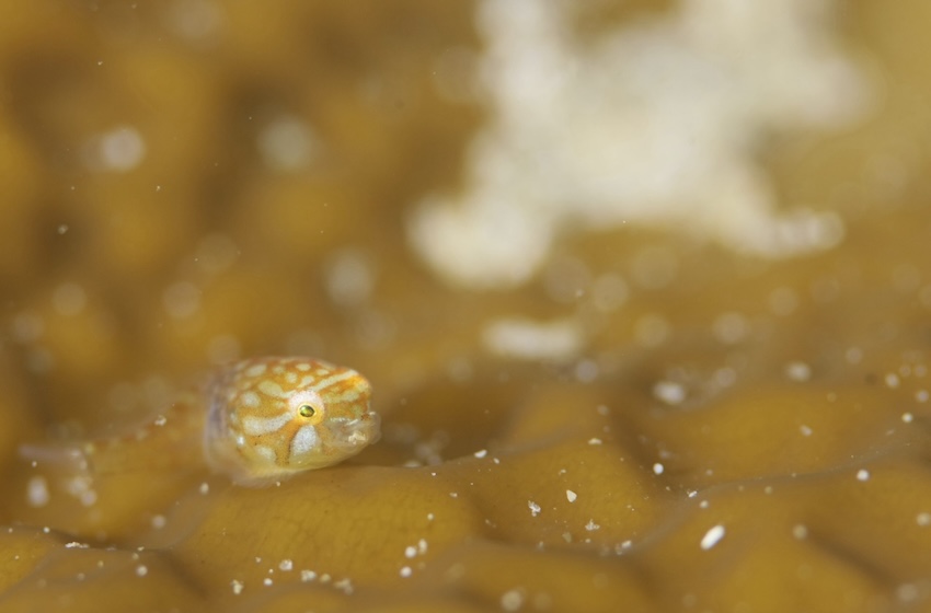 小さな生き物たちもかわいらしい