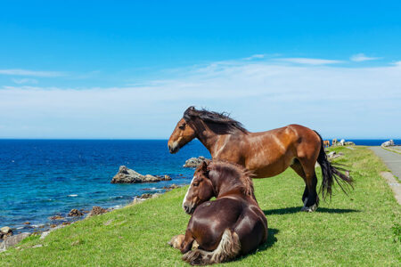 2026年は午年！ “馬”にちなんだ名をもつ海の生き物18