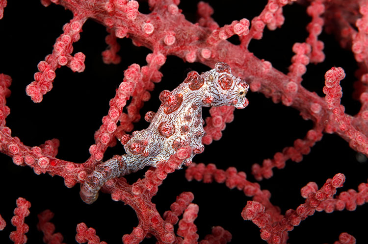 シーホース(タツノオトシゴの仲間)