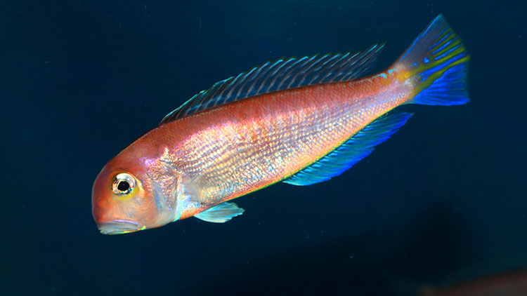 ホースヘッド・タイルフィッシュ(アマダイの仲間)