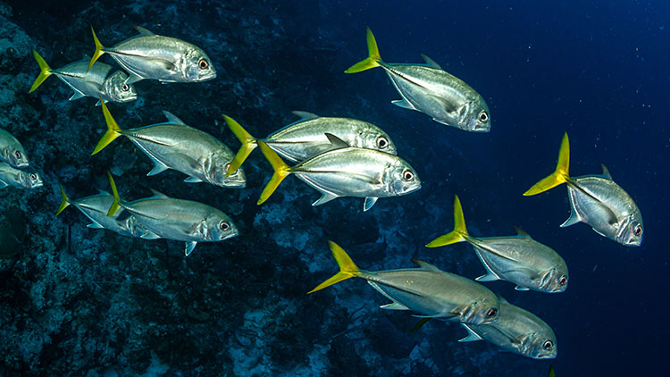 ホースアイ・ジャック(ギンガメアジの仲間)