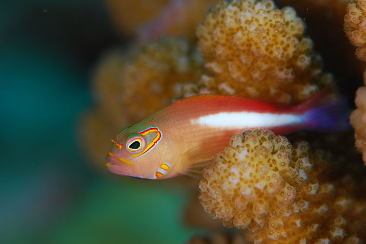 ホースシュー・ホークフィッシュ(メガネゴンベ)