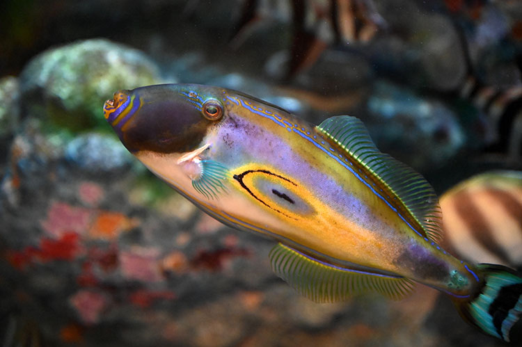 ホースシュー・レザージャケット(カワハギの仲間)