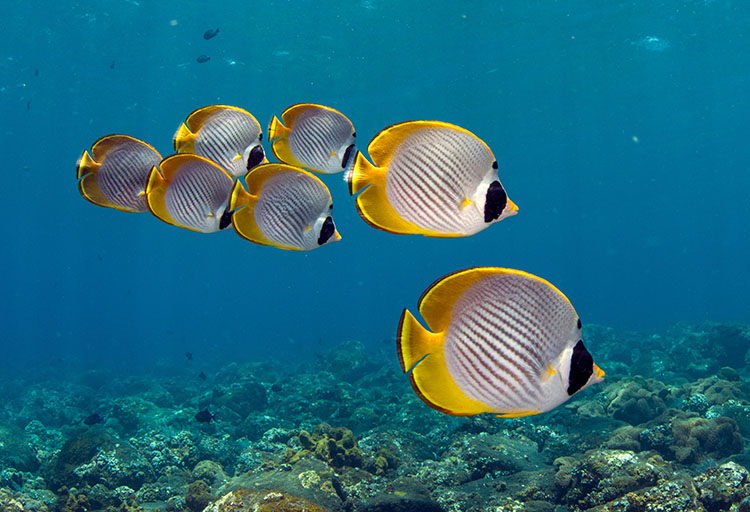 クラカケチョウチョウウオ