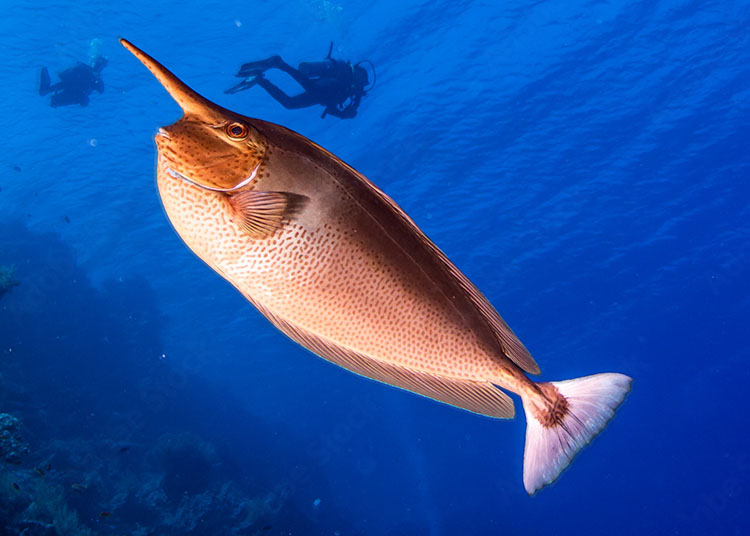 ユニコーン・フィッシュ(テングハギの仲間)