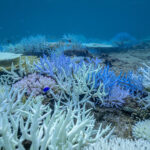 2024年9月に恩納村で撮影したサンゴ礁の大規模白化