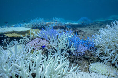 サンゴの白化現象は世界中で何度も起きている！白化はサンゴの生存戦略？【連載】