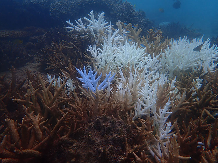 ミドリイシ属のサンゴ