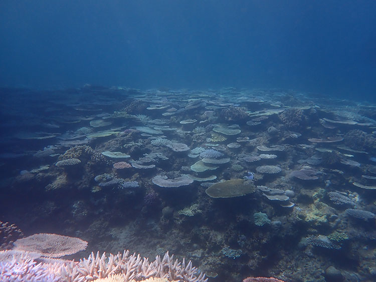 白化の前に淡い色になったサンゴ