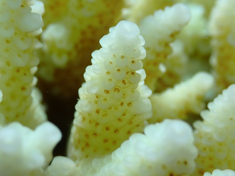 白化したサンゴを拡大