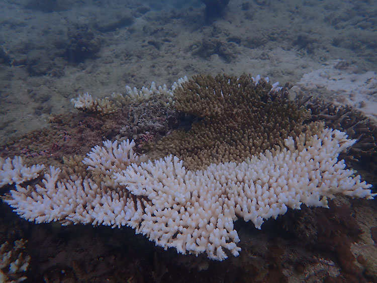 白化途中のテーブル状サンゴ