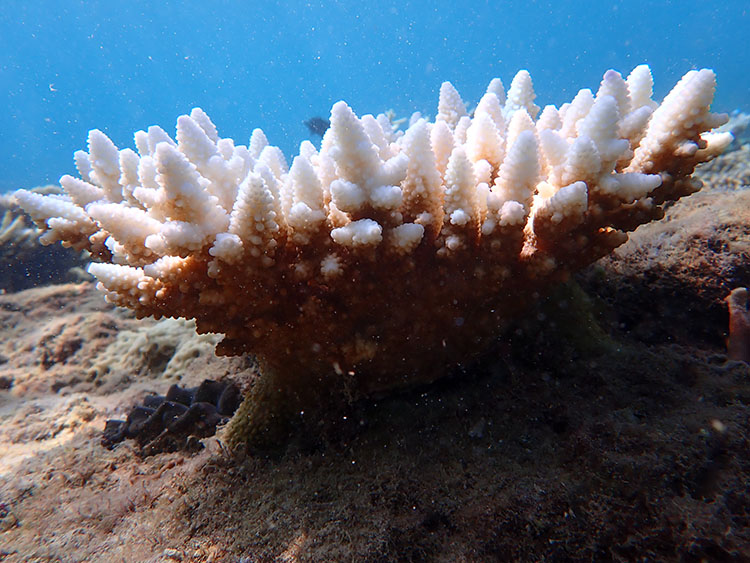 先端が白化したサンゴ