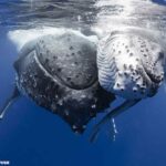 トンガで見られるザトウクジラ