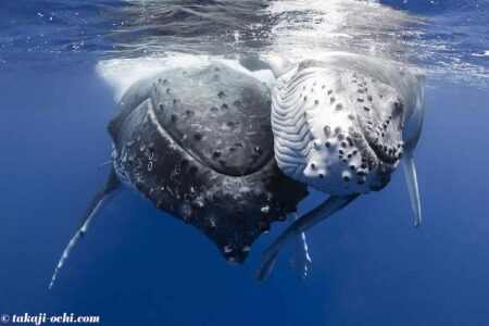 【12/20ホエールナイト開催】トンガのホエールスイム正式日本人ガイド3名がZoomで語る