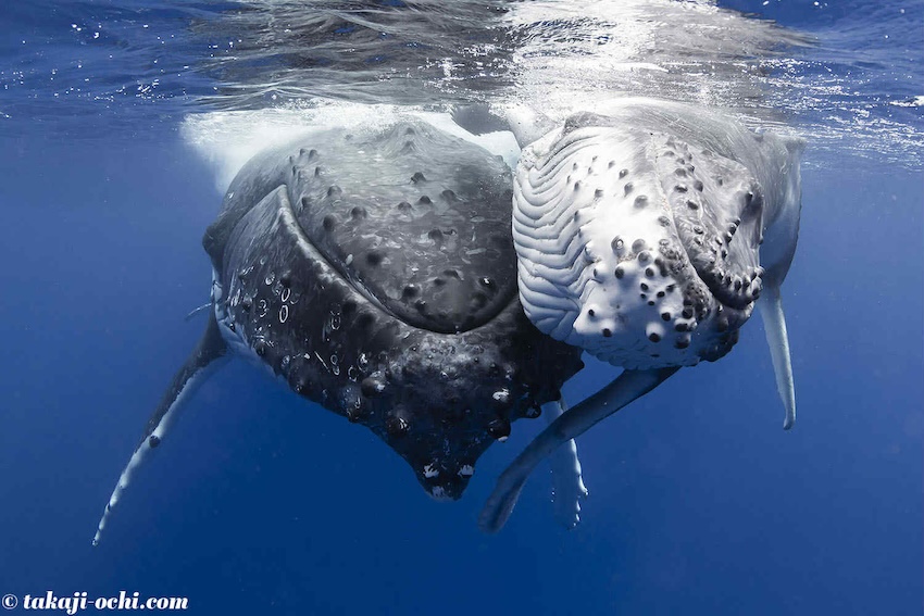 【12/20ホエールナイト開催】トンガのホエールスイム正式日本人ガイド3名がZoomで語る