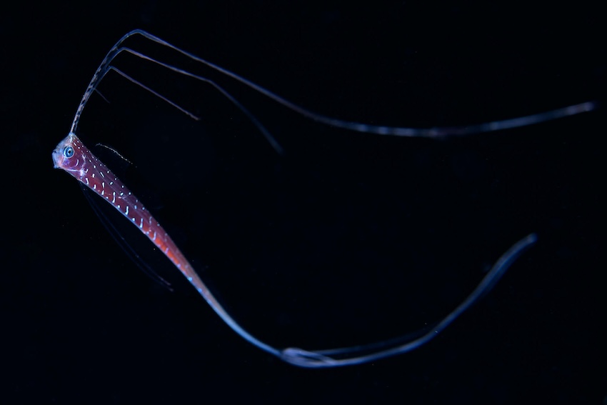 湾内の水面近くを漂うリュウグウノツカイ(若松氏撮影)