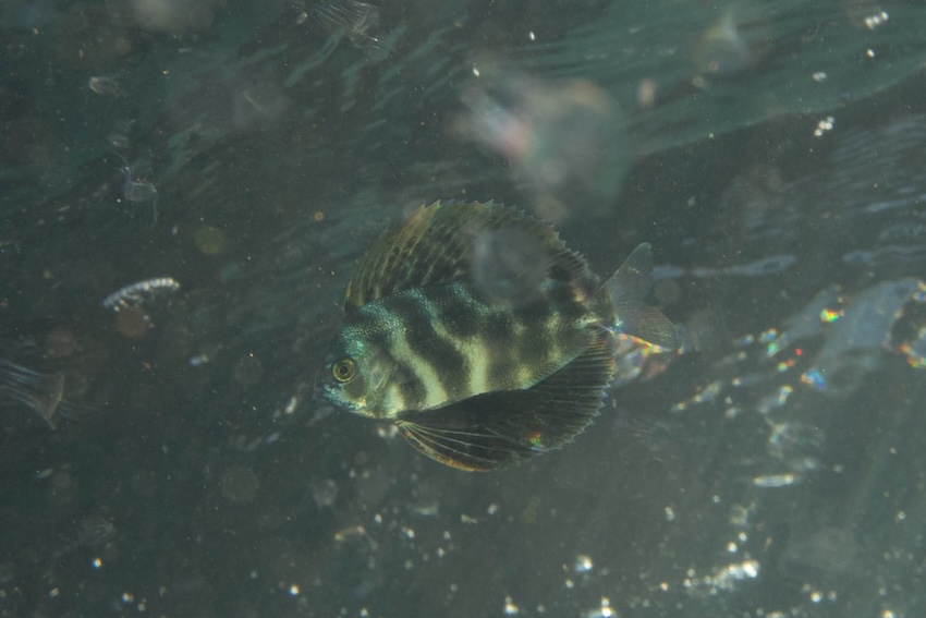 同じく水面を漂うクサアジ(松嵜氏撮影)