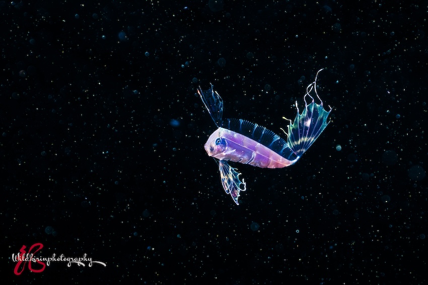 ナイトダイビングで撮影されたテンガイハタ。その日に目撃したのは関戸氏のみとのこと