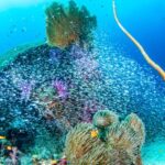 カクレクマノミと根を覆うスカシテンジクダイ