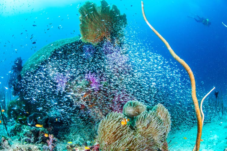 静かな幕開けと、北に潜むダイナミズム。シミラン諸島、北上するダイブクルーズ紀行