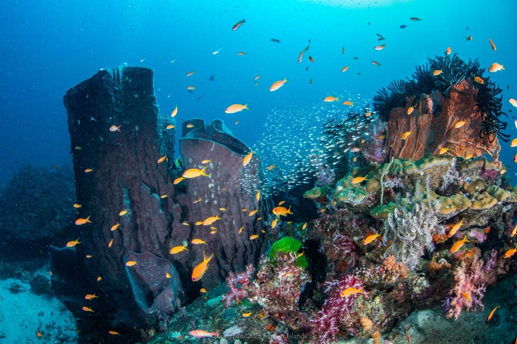 巨大カイメンの周りを舞うキンギョハナダイ