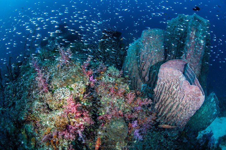 俯瞰して撮影したお化けカイメンとソフトコーラル