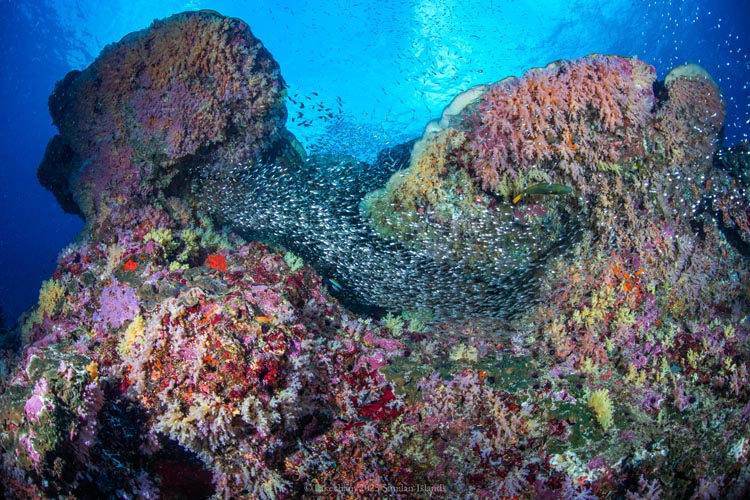 ピンクのソフトコーラルとスカシテンジクダイ&キンメモドキ集団