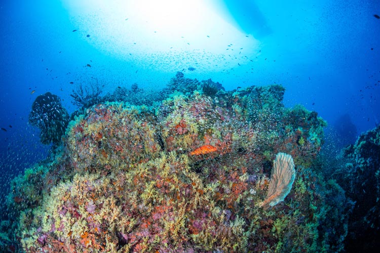 黄色のソフトコーラルとダイビングボート