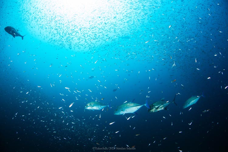 小魚を悠々と狙う回遊魚たち
